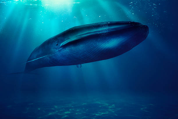 Blue Whale - The Gentle Giant of the Ocean